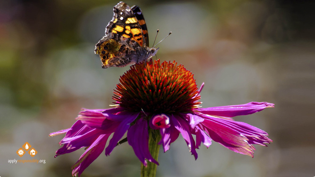 Butterfly & Daisy Screensaver