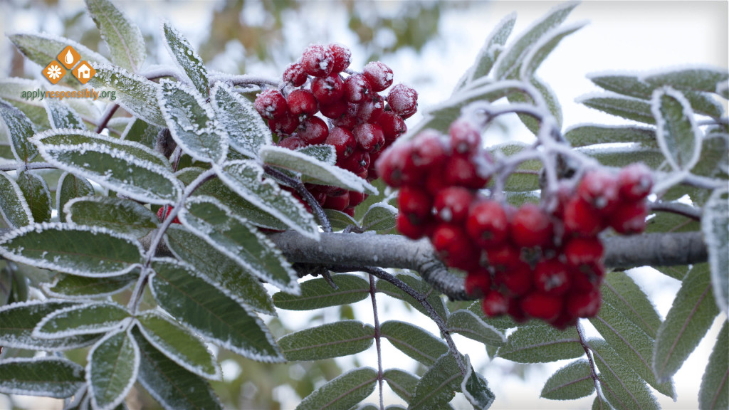 Frozen Berries Screensaver